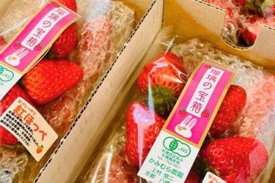 【感謝企画・クール便・予約】有機イチゴ 瑠璃の宝石 250g×4パック 有機JAS (京都府 かみむら農園) 産地直送 いちご