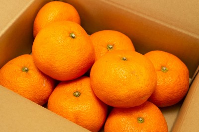 【セール】有機 おっきな青島みかん 3L前後 5kg 有機JAS (神奈川県 山下農園) 産地直送