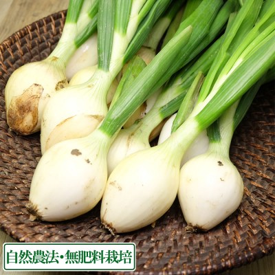 葉付き玉ねぎ 約2kg×2箱 自然農法 無肥料栽培 (兵庫県淡路島 花岡農恵園) 産地直送
