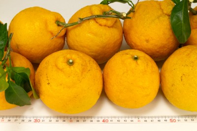 【予約・ABサイズ混合】 紀州三宝柑 4kg 自然農法 (和歌山県 泉農園) 産地直送
