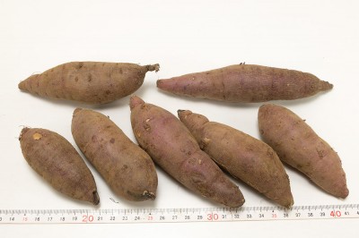 【2S〜3Sサイズ】ミニさつまいも(紅はるか) 10kg 自然農法 (静岡県 大仁農場) 産地直送 サツマイモ