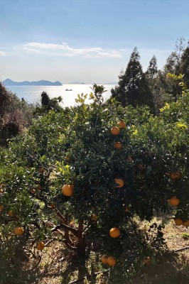 【無選別サイズ混合】 広島県産(とびしま) はっさく 5kg 無・無 (広島県 とびしま農園) 産地直送 八朔