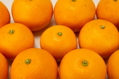 有機 はっさく A品 10kg 有機JAS 自然農法 (香川県 谷果樹園)
