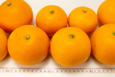 有機 はっさく A品 10kg 有機JAS 自然農法 (香川県 谷果樹園)
