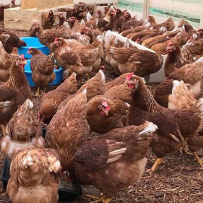 【ポイント2倍】平飼いたまご 6個×2パック (北海道 Farm Agricola) 産地直送 アグリコラ 卵