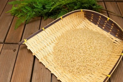 【令和6年度産】 田口さんちのはさがけ天日干し米(つがる) 玄米 10kg 自然農法 (青森県 だんごっこファーム) 産地直送
