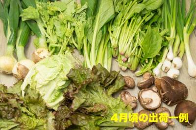 【クール便】江見さん家の野菜BOX 自然農法 有機JAS (岡山県 江見農園) 産地直送