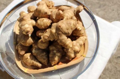 有機 菊芋 洗い 1kg 有機JAS (青森県 あおぞら農園) 産地直送