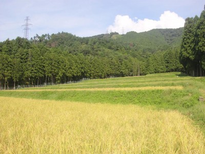 【令和6年度産】有機コシヒカリ 玄米 20kg 有機JAS (福井県 米農房そまねこ) 産地直送