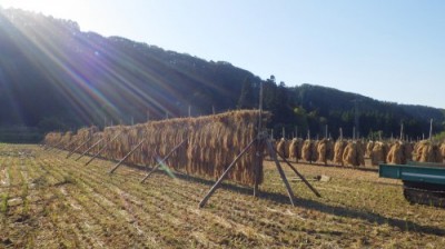 【令和6年度産】田口さんちのはさがけ天日干しもち米(アネコもち) 玄米 1kg 自然農法 (青森県 だんごっこファーム) 産地直送