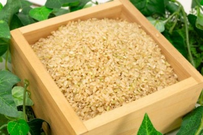 【令和6年度産】有機米 ササニシキ 玄米 10kg 有機JAS 自然農法 (宮城県 仙台たんの農園) 産地直送