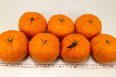 【セール】有機 おっきな青島みかん 3L前後 5kg 有機JAS (神奈川県 山下農園) 産地直送
