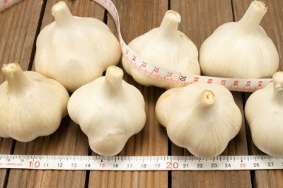 有機 田子にんにく Lサイズ(玉) 10kg 有機JAS 自然農法 (青森県 やまもと農産) 産地直送