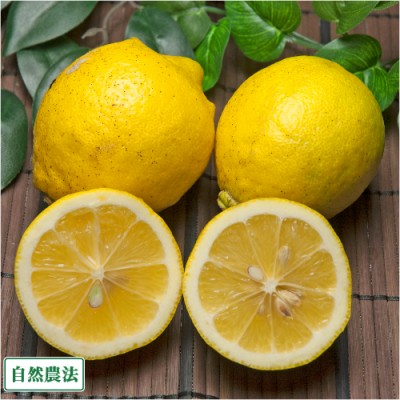 【数量限定】レモン A品 5kg 自然農法 無施肥 (愛媛県 風車の町佐田岬の会) 産地直送