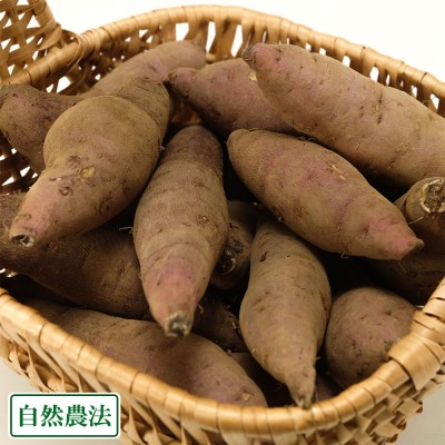 【2S〜3Sサイズ】ミニさつまいも(紅はるか) 5kg 自然農法 (静岡県 大仁農場) 産地直送 サツマイモ