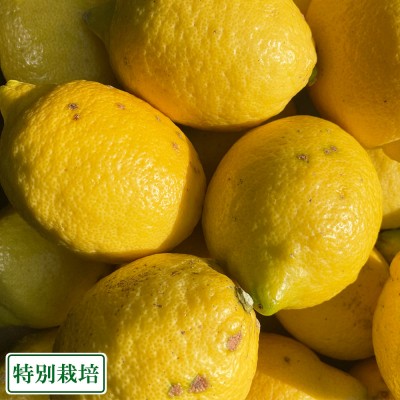 【訳ありサイズ混合】レモン(リスボン) 3kg 県特別栽培 (熊本県 オレンジヒルズ) 産地直送