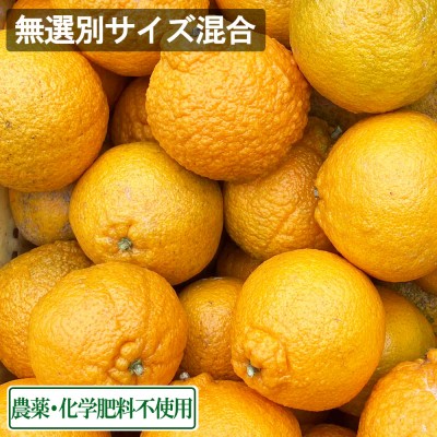 【無選別サイズ混合】 広島県産(とびしま) 不知火 5kg 無・無 (広島県 とびしま農園) 産地直送