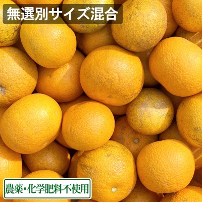 【無選別サイズ混合】 広島県産(とびしま) はっさく 5kg 無・無 (広島県 とびしま農園) 産地直送 八朔