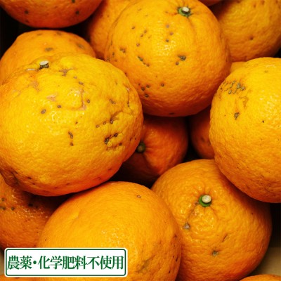 【無選別】 広島県産(とびしま) 甘夏 5kg 無・無 (広島県 とびしま農園) 産地直送