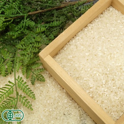 【令和6年度産】有機コシヒカリ 白米 10kg 有機JAS (福井県 米農房そまねこ) 産地直送