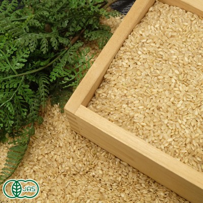 【令和6年度産】有機コシヒカリ 玄米 10kg 有機JAS (福井県 米農房そまねこ) 産地直送