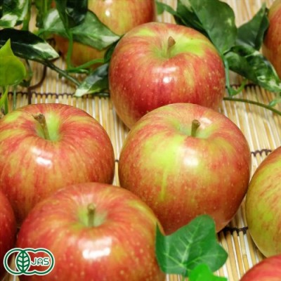 【家庭用】有機りんご サンふじ 10kg箱 有機JAS (青森県 北上農園) 産地直送