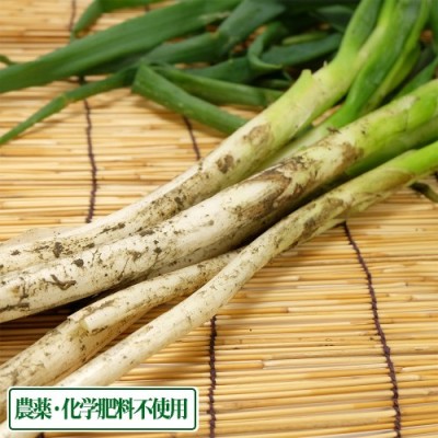 長ねぎ(土付き) 3〜4kg 農薬・化学肥料不使用 (福井県 よしむら農園) 産地直送