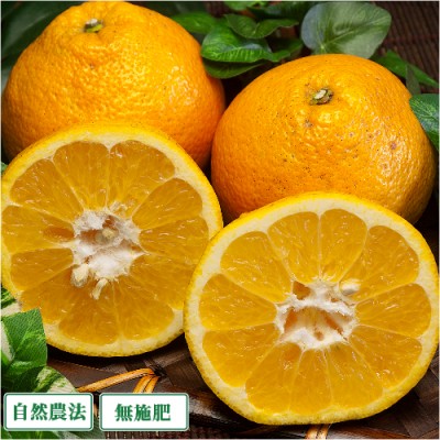 【数量限定】伊予柑 A品 10kg 自然農法 無施肥 (愛媛県 風車の町佐田岬の会) 産地直送